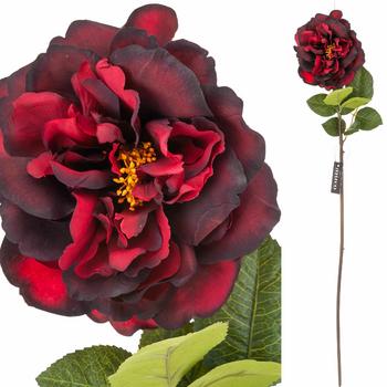 Róża bordowa Aluro - 3596.jpg