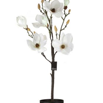 Magnolia biała w doniczce_Alu - 8245.jpg